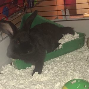 Meet your Posher, Dakota